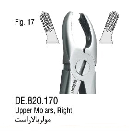 فورسپس آناتومیک مولر بالا راست- فالکن